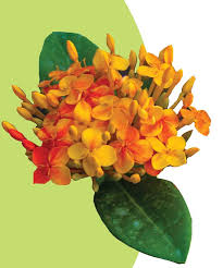 Image result for Ixora seretii