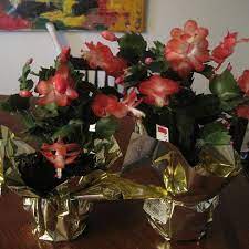 Christmas cactus easily adjusts to low light conditions and if you want it to bloom faster, you may expose it to brighter light. Potting More Than One Christmas Cactus In The Same Pot Hometalk