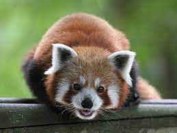 Cette naissance prochaine, à beauval, est une magnifique nouvelle pour cette espèce considérée comme « vulnérable » par l'uicn mais également pour l'ensemble des espèces menacées dans le. Liao Panda Roux Zooparc De Beauval Panda Funny Red Panda Panda Dog