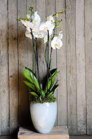 Site Verification Indoor Orchid Care Indoor Orchids Orchid Plant Care