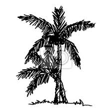 Doodle Kokosnuss Baum Symbol Hand Zeichnen Illustration Design Fototapete Fototapeten Tour Tourismus Coco Kokosnuss Myloview De