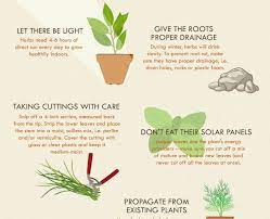 With the right amount of water and sunshine,. Infographic How To Successfully Grow An Herb Garden