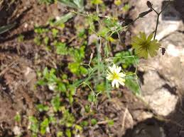 Image result for Launaea cornuta