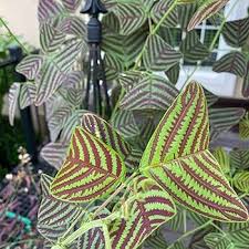 Image result for Fuirena obcordata