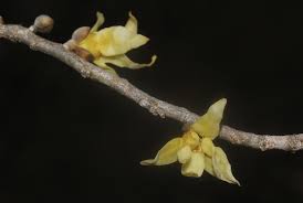 Image result for Hexalobus monopetalus