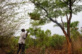 Image result for Uapaca sansibarica