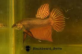 Pin Oleh Blackbeard Betta Di Wild Betta Of Siam Ikan Cupang Ikan