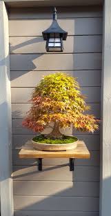 Pin On Bonsai Is My Life Deciduous Trees