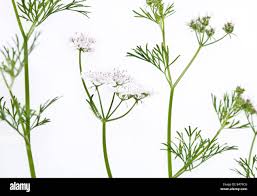 Image result for Coriandrum