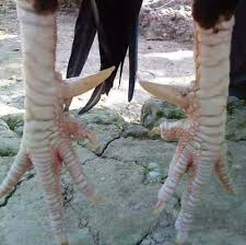 Mengenal ciri kaki ayam bangkok aduan jawara sisik pukul mati apa sih rahasia dari ? Fattah Farm Antara Sisik Kaki Ayam Baik Dari Fb Kawan2 Facebook