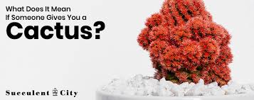 Cactus definition, any of numerous succulent plants of the family cactaceae, of warm, arid regions of the new world, having fleshy, leafless, usually spiny stems, and typically having solitary, showy flowers. What Does It Mean If Someone Gives You A Cactus Succulent City