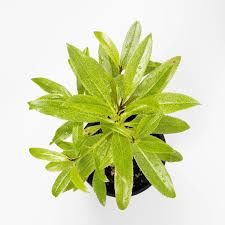 Image result for Myoporum laetum