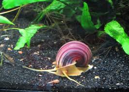 Magenta Snail Image From Http Www Fishlore Com Fishforum Attachments Snails 108199d1361380315 My Mystery Snail Clutches 05 Snail Apple Snail Aquarium Snails
