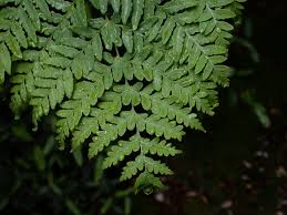 Image result for Histiopteris