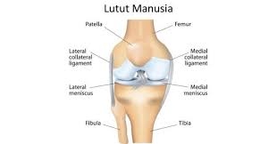 8 ruas tulang jari kaki tengahnote 25 — tulang falang pedis tengah (phalanges mediae pedum phalanx media pedis)note 33. Punca Sakit Lutut Kiri Ketahui 8 Punca Penyebab Sakit Lutut