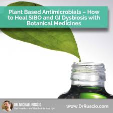 Plant Based Antimicrobials How To Heal Sibo Gi Dysbiosis