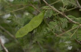 Image result for Acacia fleckii