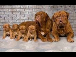 These pups are intelligent, loyal, and protective. Heavy Bone French Mastiff Puppies For Sale In India 9620233339 All India Delivery Available Youtube