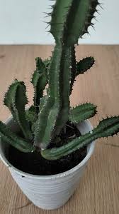 Image result for Cactaceae