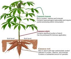 Image result for Manihot esculenta