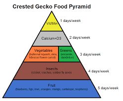 Crested Gecko Food Pyramid Complete Critter