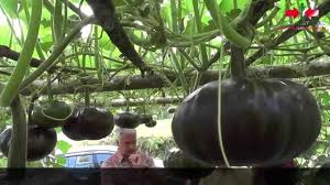 Tips agar labu berbuah banyak. Agro Tv Kusuma F1 Labu Kuning Berumur Genjah Youtube