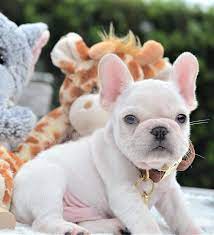 New Pics Of Jax Looking Like A Little Teddy Bear He Is Available Www Poeticfrenchbulldogs Com Frenc Bulldog Puppies French Bulldog Puppies Bulldog