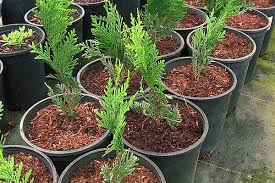 Image result for cuttings thujas