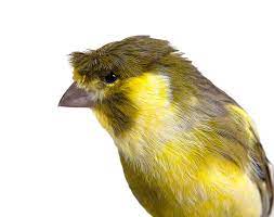 Alibaba.com offers 7,024 french curl products. Canary Varieties Canary Finches And Canaries Guide Omlet Uk