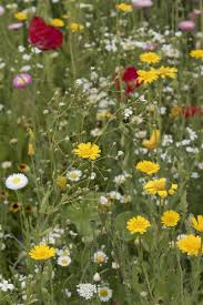 Pflanzen Fur Trockene Und Sonnige Standorte Pflegeleichte Pflanzen Stauden Pflanzen Pflanzen