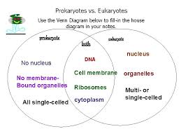 Maybe you would like to learn more about one of these? Cell Types And Organelles The Cell Is Like
