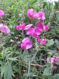 Image result for Lathyrus