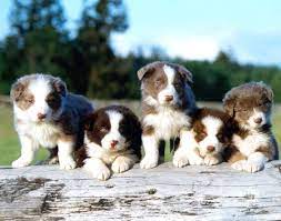 Pin By Victoria De On Love In Randomness Border Collie Puppies Border Collie Puppy Training Collie Puppies
