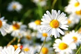 Последние твиты от cilia flores (@conciliaflores). Flores Ramos De Flores Fotos De Flores