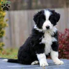 We did not find results for: Border Collie Puppies For Sale Greenfield Puppies