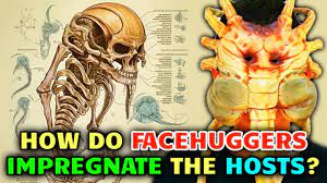 Facehuggers Anatomy – How Facehuggers Impregnate Hosts But Also Keep Them  Alive? - YouTube