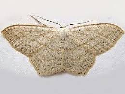Moth Photographers Group Living Moths Plate 17 6f