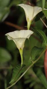 Image result for Xenostegia alatipes
