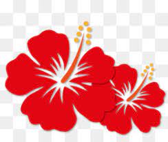 Everyone has heard of the kalimantan island, in southern asia. Common Hibiscus Png Free Download Hawaiian Background