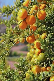 Pin On Still Life Fruit