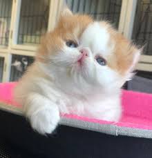 Momoco Tokyo 千葉県 子犬や子猫たちのペット販売情報が満載 ペットステーション