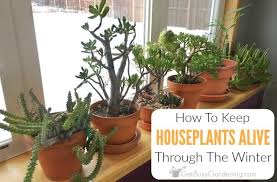 Winter can always use some brightening up. How To Keep Indoor Plants Alive In Winter Get Busy Gardening