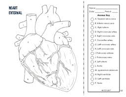 Printable coloring and activity pages are one way to keep the kids happy (or at least occupie. Cardiovascular Respiratory System Coloring By The Science Connection