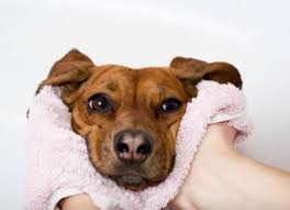 Maybe you would like to learn more about one of these? Flea And Tick Control Products Collars Dips Sprays Medication Petmd