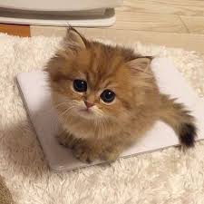 Birman Kittens For Sale Price 