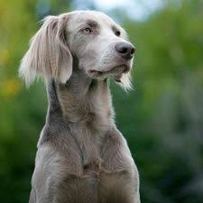 Long Haired Weimaraner I Didn T Know There Was Such A Thing Long Haired Weimaraner Weimaraner Dogs Weimaraner Puppies