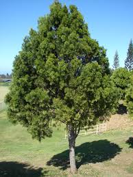 Image result for Afrocarpus usambarensis