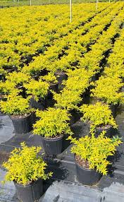 Image result for Duranta erecta