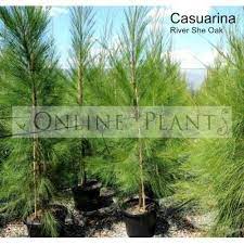 Casuarina River She Oak Architectural Plants Plants Shade Trees