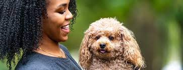 Veterinary TPLO Surgery